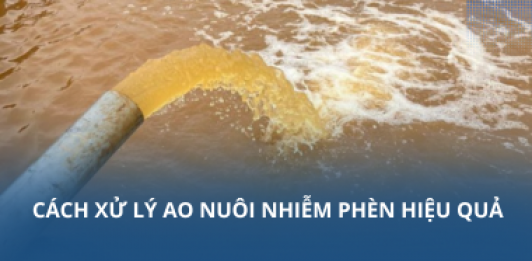 Cách xử lý ao nuôi nhiễm phèn hiệu quả